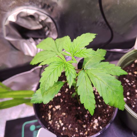 Special Kush growlog timeline photo