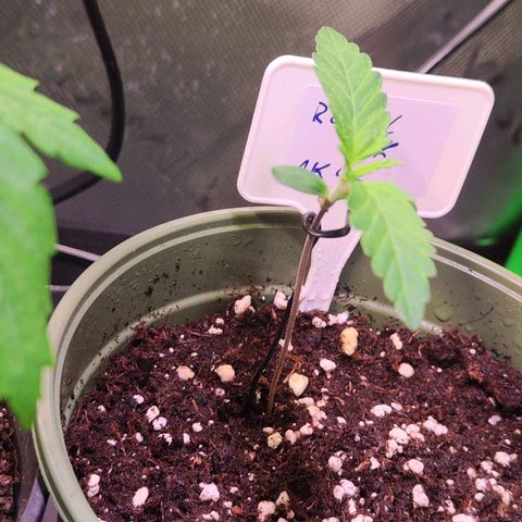 Royal AK growlog timeline photo