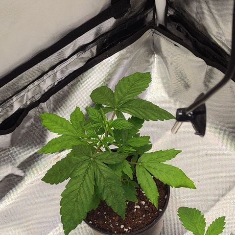 Special Kush growlog timeline photo