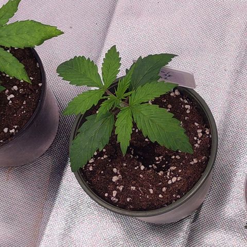 Royal AK growlog timeline photo