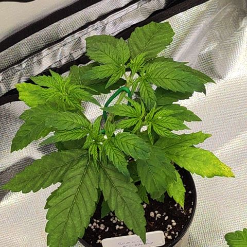 Special Kush growlog timeline photo