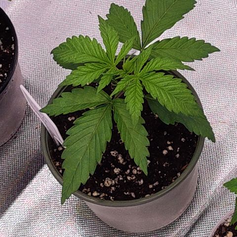 Royal AK growlog timeline photo
