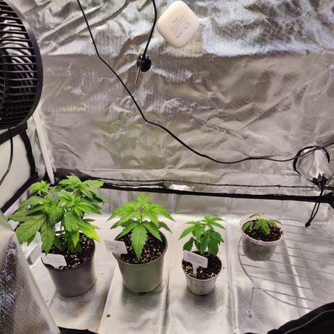 Royal AK growlog timeline photo
