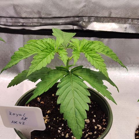 Royal AK growlog timeline photo