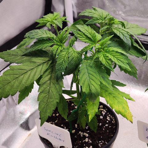 Special Kush growlog timeline photo