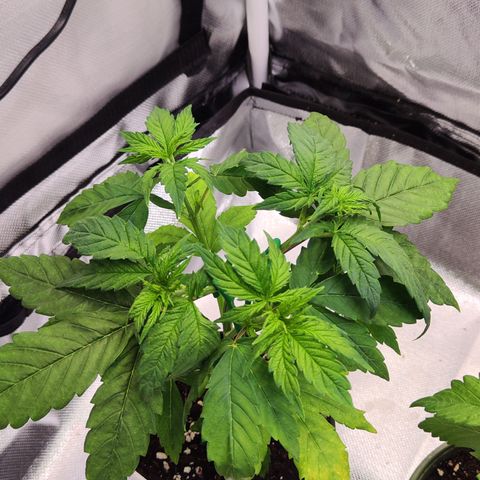 Special Kush growlog timeline photo