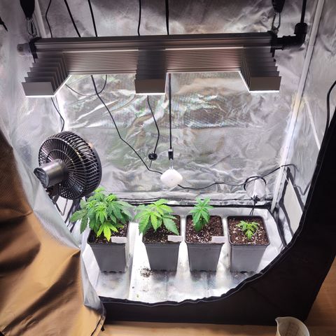 Royal AK growlog timeline photo