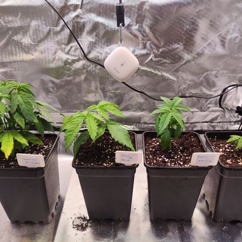 Royal AK growlog timeline photo