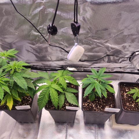 Royal AK growlog timeline photo