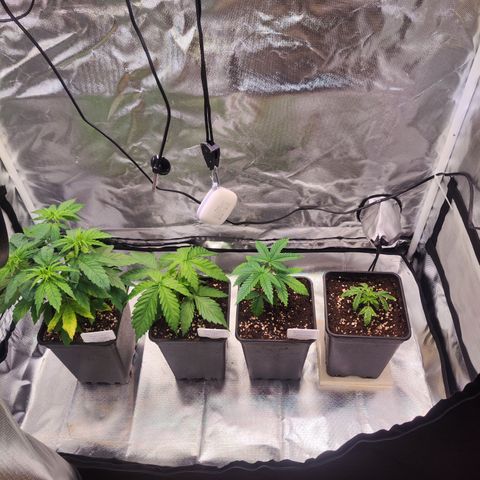 Royal AK growlog timeline photo