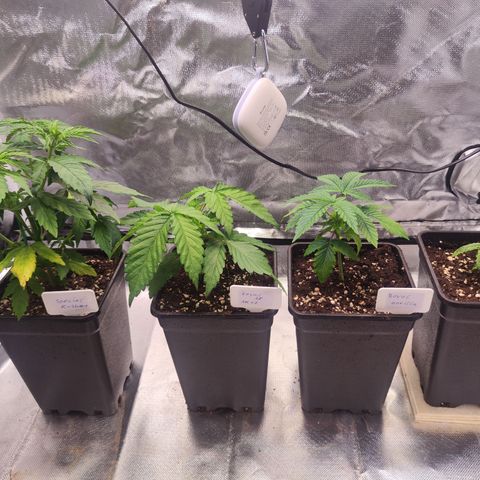Royal AK growlog timeline photo