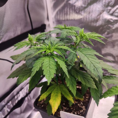 Special Kush growlog timeline photo