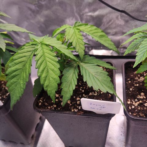 Royal AK growlog timeline photo