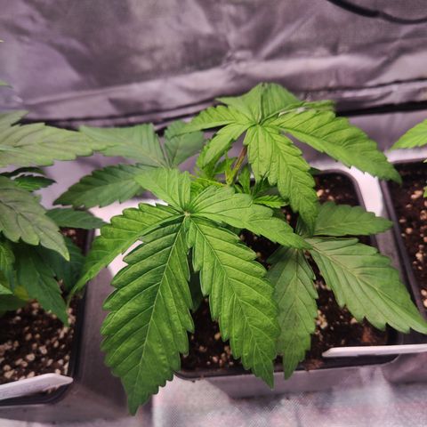 Royal AK growlog timeline photo