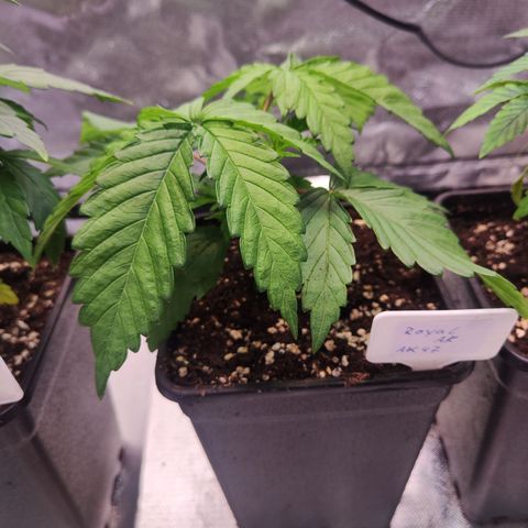 Royal AK growlog timeline photo