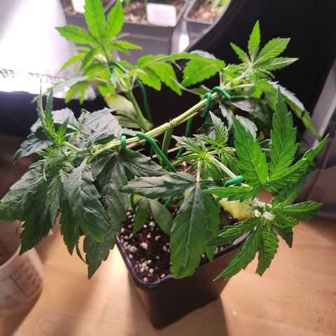 Special Kush growlog timeline photo