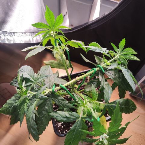 Special Kush growlog timeline photo