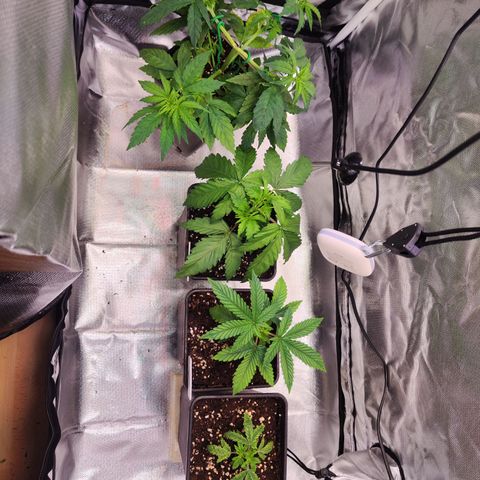 Royal AK growlog timeline photo