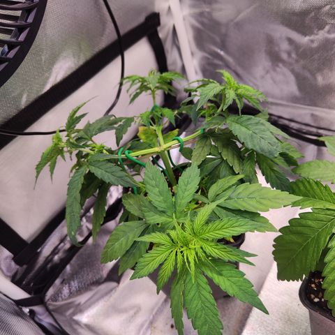 Special Kush growlog timeline photo