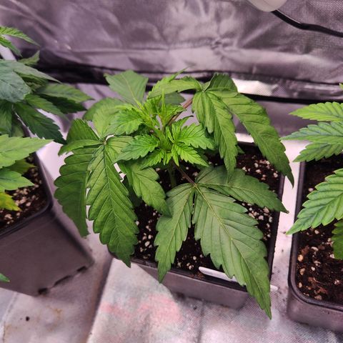 Royal AK growlog timeline photo