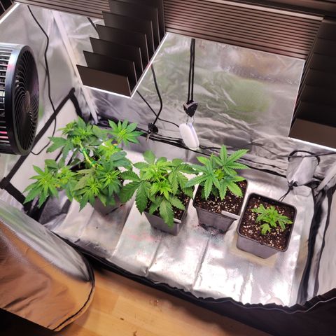 Royal AK growlog timeline photo