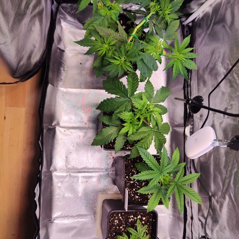 Royal AK growlog timeline photo