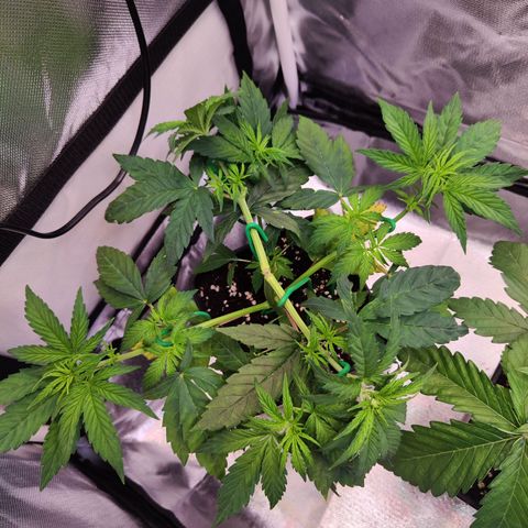 Special Kush growlog timeline photo