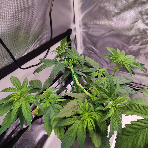 Special Kush growlog timeline photo