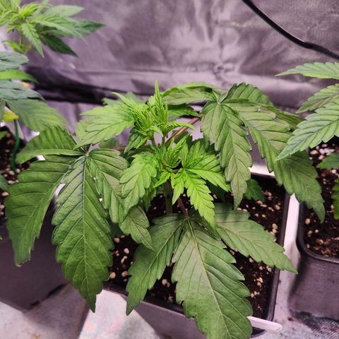 Royal AK growlog timeline photo