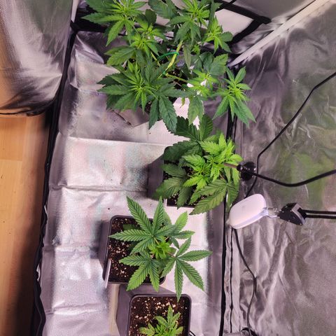 Royal AK growlog timeline photo