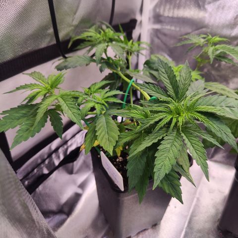 Special Kush growlog timeline photo
