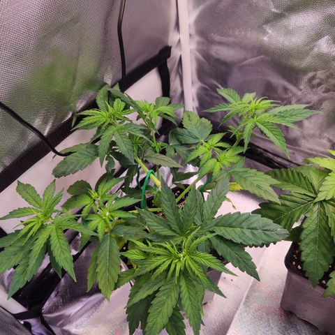 Special Kush growlog timeline photo
