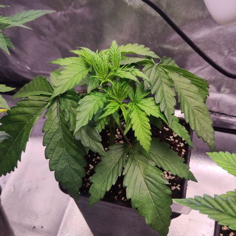 Royal AK growlog timeline photo
