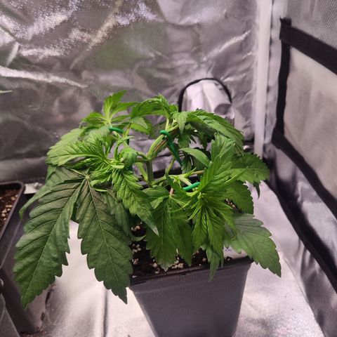 Royal AK growlog timeline photo