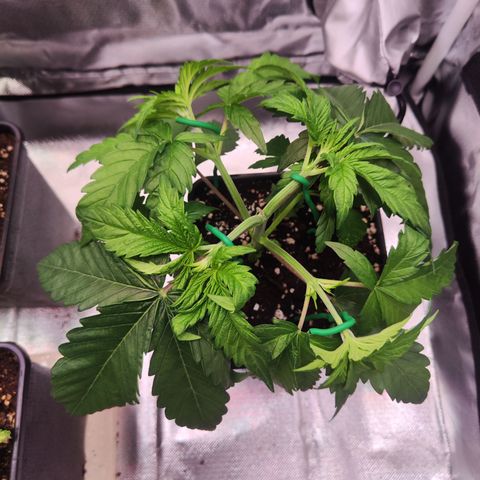 Royal AK growlog timeline photo