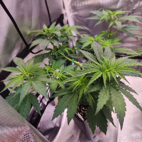 Special Kush growlog timeline photo