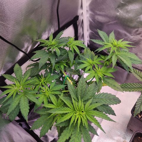 Special Kush growlog timeline photo
