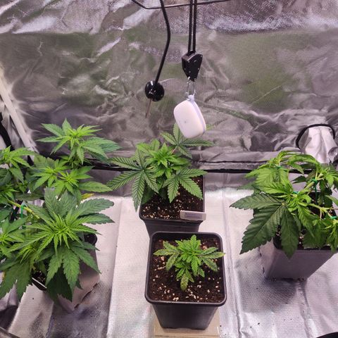 Royal AK growlog timeline photo
