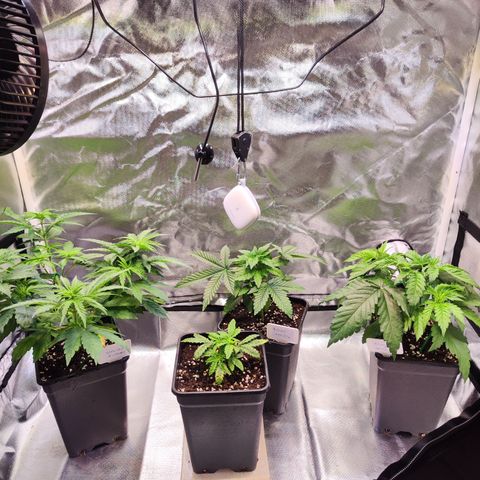 Royal AK growlog timeline photo