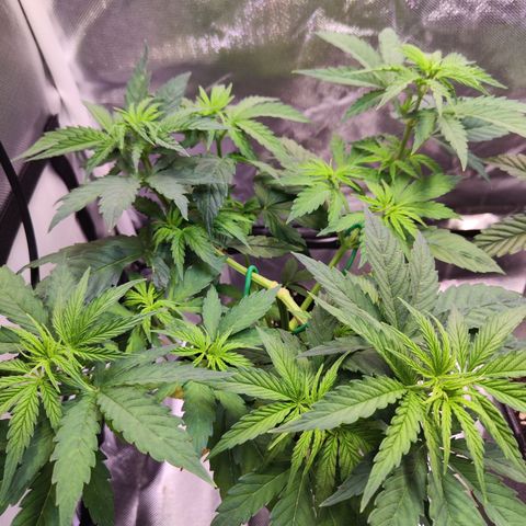 Special Kush growlog timeline photo