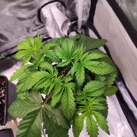 Royal AK growlog timeline photo