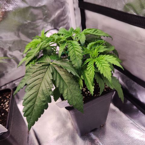 Royal AK growlog timeline photo