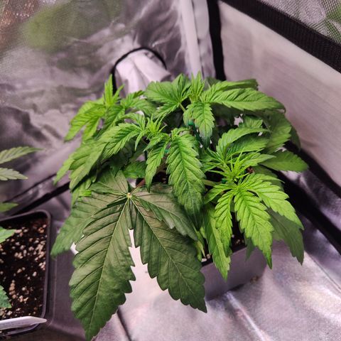 Royal AK growlog timeline photo