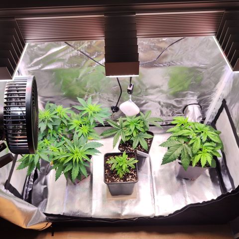 Royal AK growlog timeline photo