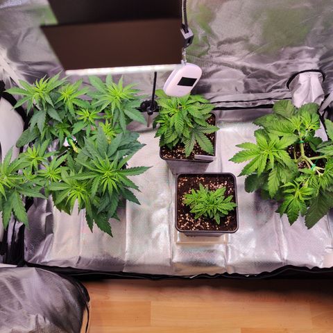 Royal AK growlog photo: Special kush als einzige gegossen da sie sehr durstig zu sein scheint AK 74 nach justiert (LST) und dabei ist glaube ich einer der beiden oberen haupttriebe gebrochen 