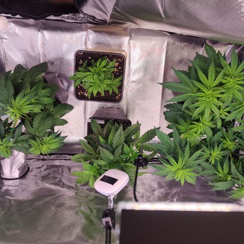 Royal AK growlog timeline photo