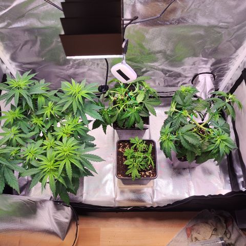 Royal AK growlog timeline photo