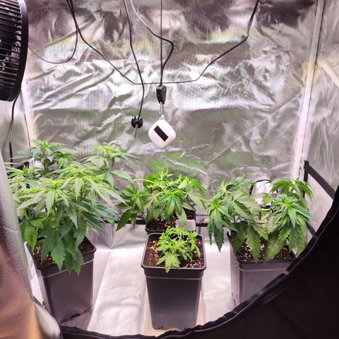Royal AK growlog timeline photo