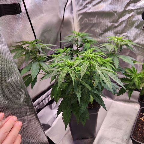 Special Kush growlog photo: Pflanze sieht richtig gut aus  und trinkt wie Sau 😁