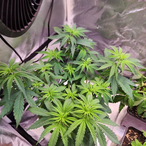 Special Kush growlog photo: Pflanze sieht richtig gut aus  und trinkt wie Sau 😁